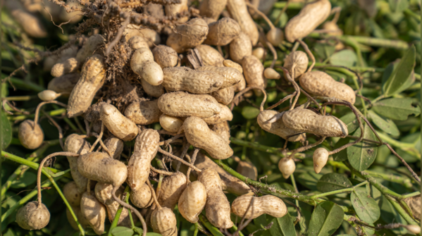 Brain cells love the fats in Groundnut oil