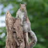 Squirrels use sounds and tail flicks to communicate