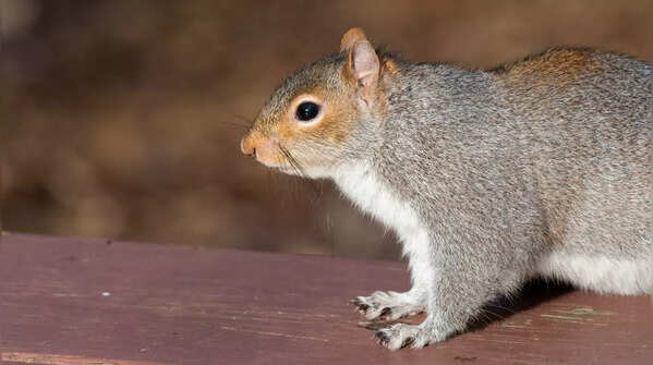 Tree squirrels don’t hibernate like others
