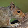 Squirrels know how to live in cities too