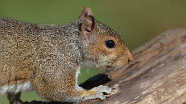 Squirrels know how to live in cities too