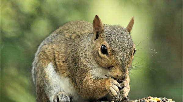 They can climb down trees headfirst– thanks to flexible ankles