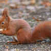 Some squirrels can glide through the air