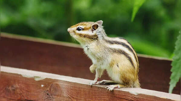 Their fluffy tails are more than just cute