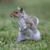 Not all squirrels live in trees– some live underground