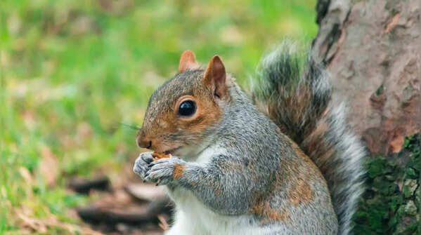 Their teeth never stop growing, so chewing is essential
