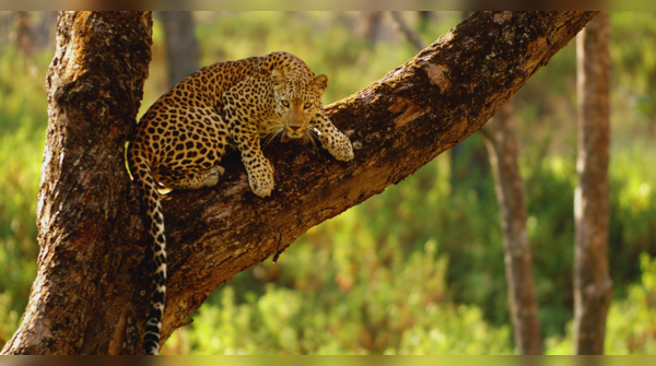 Tadoba-Andhari Tiger Reserve, Maharashtra