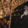 Pench National Park, Madhya Pradesh-Maharashtra