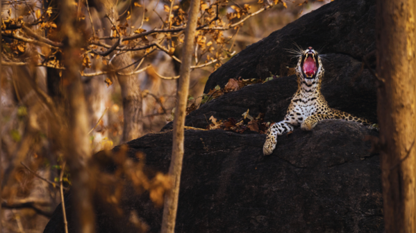 Pench National Park, Madhya Pradesh-Maharashtra