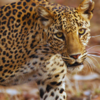 Panna National Park, Madhya Pradesh