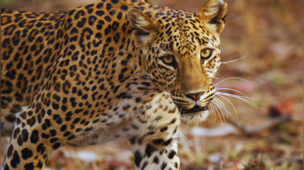 Panna National Park, Madhya Pradesh