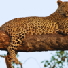 Satpura National Park, Madhya Pradesh