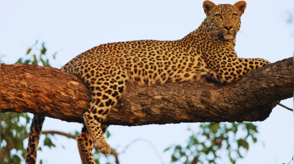 Satpura National Park, Madhya Pradesh