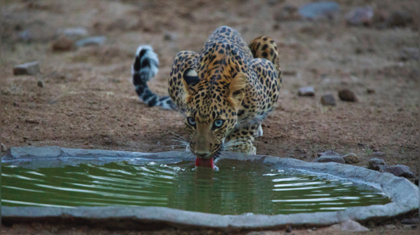 Jhalana Leopard Safari Park, Rajasthan