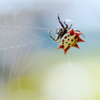 Spiny Orb-Weaver Spider — Tropics Worldwide