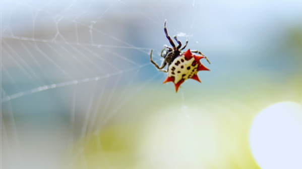 Spiny Orb-Weaver Spider — Tropics Worldwide