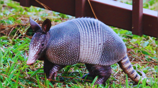 Armadillo — Americas
