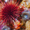 Sea Urchin — Global Oceans