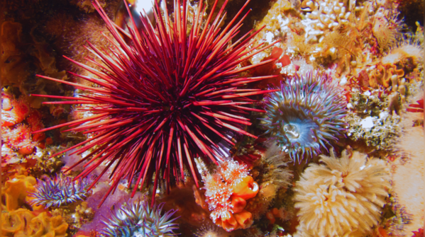 Sea Urchin — Global Oceans