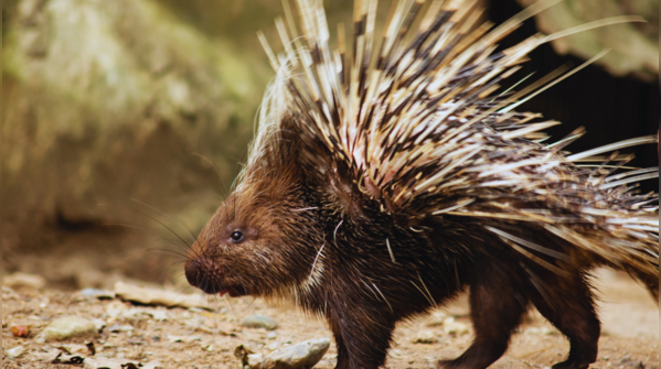 Porcupine — Worldwide