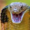 Bhagwan Mahavir Wildlife Sanctuary and Mollen National Park