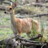 Spot the four‑horned antelope in Karnataka