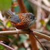 Spot birds at Eaglenest Sanctuary, Arunachal Pradesh