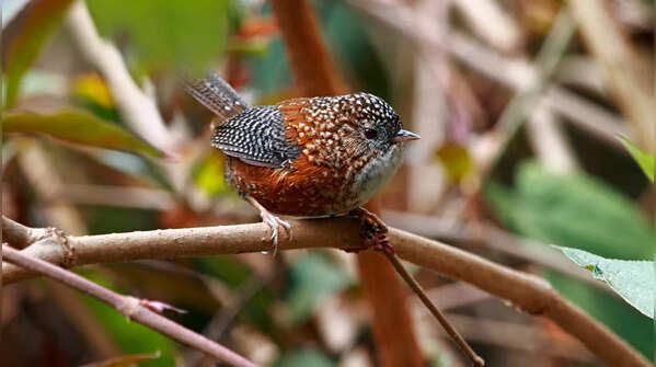 Spot birds at Eaglenest Sanctuary, Arunachal Pradesh