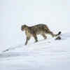 Snow Leopards in Kibber, Spiti