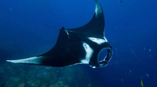 Manta Ray