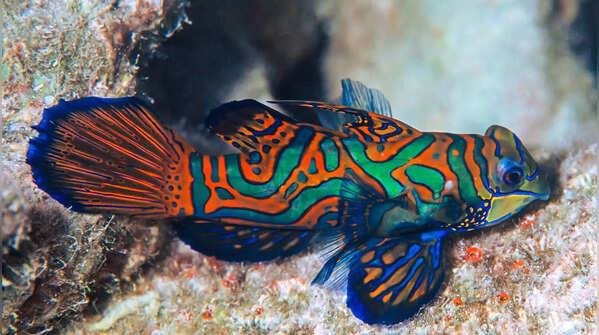 Mandarin Fish