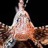 Lionfish 