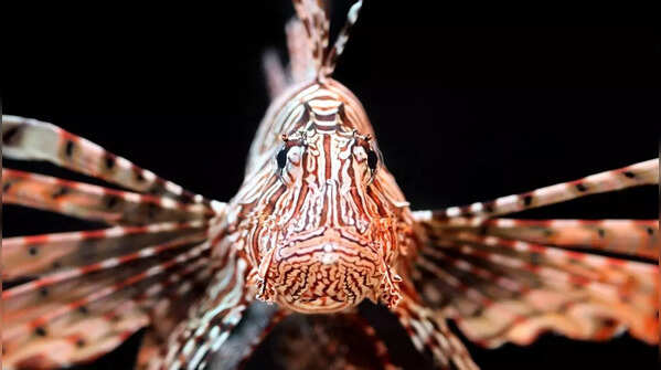 Lionfish