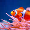 Clownfish 