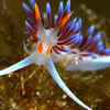 Nudibranch            