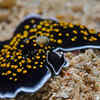 Flatworms 