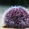 Sea Urchin 