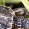 Article image for: Painted <i class="tbold">turtle hatchlings</i>
