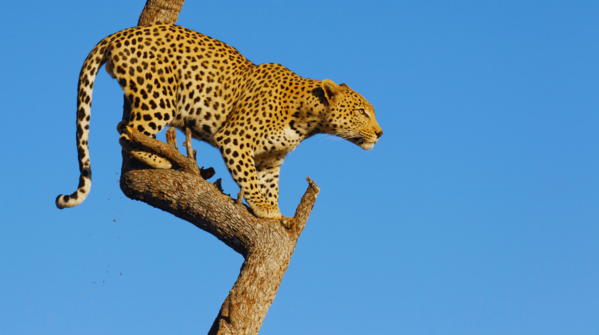 South Africa