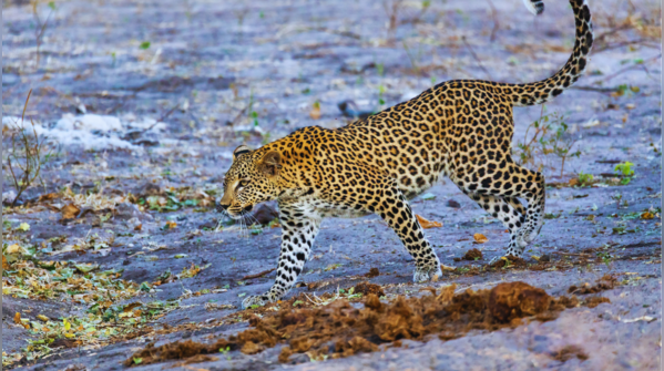 Botswana