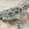 Horned Lizard