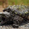 Alligator Snapping Turtle