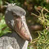 Shoebill