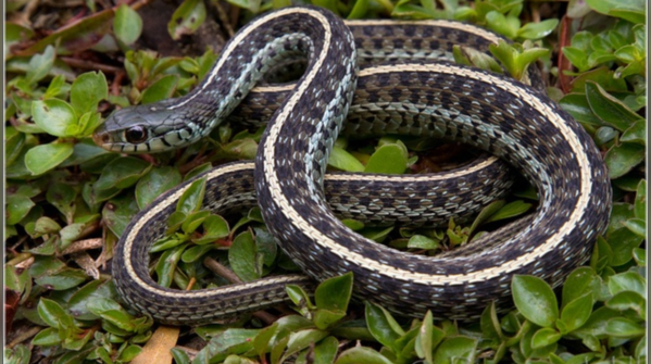 Eastern garter snake