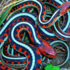 Red-sided garter snake