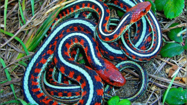 Red-sided garter snake