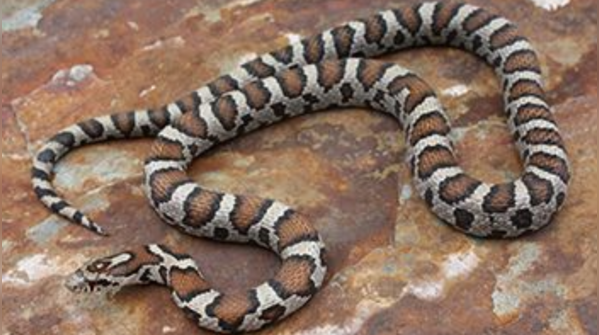 Eastern milksnake