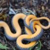 North<em>​</em>ern ring-necked snake