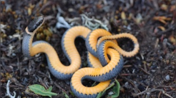 North<em></em>ern ring-necked snake