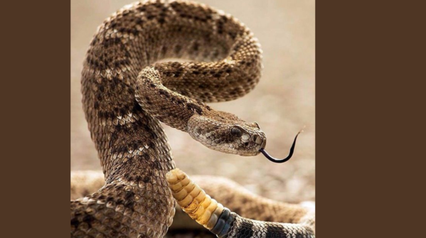 Western rattlesnake